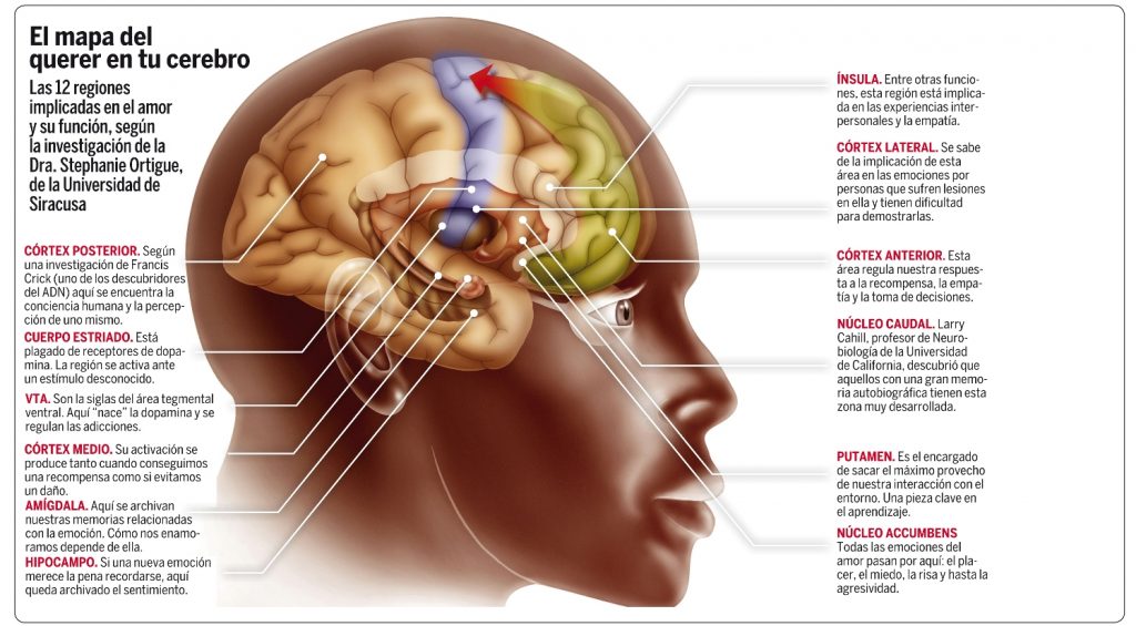 El mapa del querer en tu cerebro
