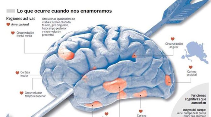 Neurotransmisores implicados en el amor