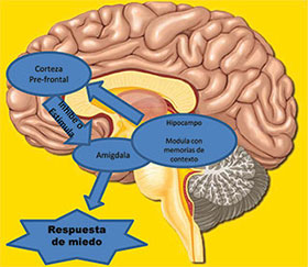 Trastornos de ansiedad, perspectiva global