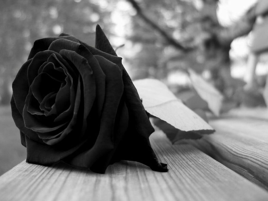 Una rosa negra en un duelo